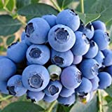 TOYHEART Semi Di Frutta 100Pcs Premium, Semi Di Mirtillo Mini Semi Di Frutta Naturali Georgici Nutrienti Per Giardino Blu