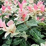 Trachelospermum jasminoides “Tricolor” (Rhyncospermum – Gelsomino) [Vaso Ø16cm]