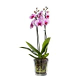 TREND FOR HOME Vaso per Orchidee Vaso Piante Interno | 1000 ml | 13.5 cm Altezza | Vaso per Pianta ...