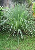 Tropica - 100 semi erba citronella (cymbopogon flexosus)-