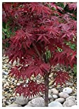 TROPICA - Acero Rosso giapponese (Acer palmatum atropurpureum) - 20 Semi- Resistente al freddo