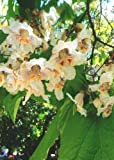 TROPICA - albero di catalpa (Catalpa bignonioides) - 40 semi
