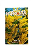 TROPICA - Albero di Mimosa (Acacia dealbata) - 25 Semi- Australia
