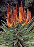 Tropica - Aloe ferox - 20 Semi