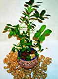 TROPICA - Arachide (Arachis hypogaea) - 8 Semi- Piante utili