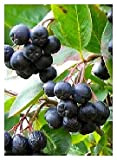 TROPICA - Bacca nera – Aronia (Aronia melanocarpa) - 50 Semi- Resistente al freddo