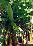 TROPICA - Banano argento (Musa balbisiana) - 10 Semi- Resistente al freddo