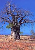 TROPICA - Baobab (Adansonia digitata) - 6 Semi