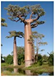 Tropica - baobab del Madagascar (Adansonia grandidieri) - 4 semi