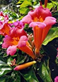 TROPICA - Bignonia selvatica »Rosa« (Campsis radicans syn. Distictus buccinatoria) - 20 Semi- Magic tropical