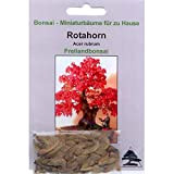 Tropica - Bonsai - acero rosso (Acer rubrum) - 20 semi