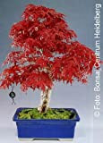 Tropica - Bonsai - Acero Rosso giapponese (Acer palmatum atropurpureum) - 20 semi