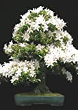 Tropica - Bonsai - Ciliegio Canino (Prunus mahalep) - 30 semi