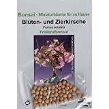 Tropica - Bonsai fiori e ciliegie ornamentali (Prunus serulata) - 30 semi