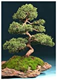 Tropica - Bonsai - ginepro cinese (Juniperus chinensis) - 30 semi