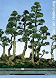 Tropica - Bonsai - pino australiano (Casuarina equisetifolia) - 200 semi