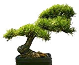 Tropica - Bonsai - Pino dorato (Pinus ponderosa) - 20-semi