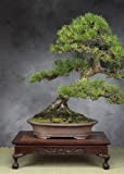 Tropica - Bonsai - pino nero giapponese (Pinus thunbergii) - 30 semi