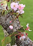 TROPICA - Ciliegio giapponese ornamentale (Prunus serulata) - 30 Semi- Resistente al freddo