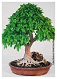 TROPICA - Ficus ginseng (Ficus rmicrocarpa) - 20 Semi- Bonsai
