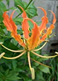TROPICA - Gloriosa superba – arancia (Gloriosa glory orange) - 15 Semi- Africa