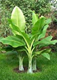 TROPICA - Grande Banano delle Nevi (Ensete glaucum o Ensete wilsonii) - 10 Semi