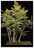 TROPICA - Jacaranda Blu (Jacaranda mimosafolia) - 50 Semi- Bonsai