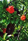 TROPICA - Melograno nano (Punica granatum nana) - 50 Semi- Resistente al freddo