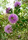 TROPICA - Miele mirto (Melaleuca acuminata) - 200 Semi- Australia