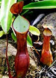 TROPICA - Nepenthes reinwardtiana (Nepenthes reinwardtiana) - 10 Semi- Carnivori - incluso substrato di coltivazione