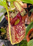 TROPICA - Nepenthes X hookeriana (Nepenthes X hookeriana) - 10 Semi- Carnivori - incluso substrato di coltivazione