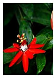 TROPICA - Passiflora rossa (Passiflora coccinea) - 5 Semi- Piante rampicanti