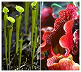 TROPICA - Pianta carnivora rossa e verde (Sarracenia purpurea) - 10 Semi- Carnivori - incluso substrato di coltivazione