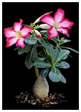 Tropica - piante grasse - rosa del deserto (Adenium obesum) - 8 semi