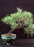 TROPICA - Pino domestico (Pinus pinea) - 6 Semi- Bonsai
