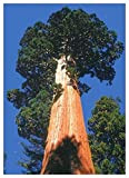 Tropica - sequoia di montagna (Sequoiadendron gigantea) - 50 semi