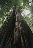 TROPICA - Sequoia rossa (Sequoia sempervirens) - 50 Semi- Resistente al freddo