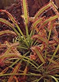 Tropica - Sonnentau (Drosera capensis) - 200 semi incl. substrato