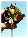 Tropica - venere acchiappamosche (Dionaea muscipula) - 10 semi incluso substrato di coltivazione