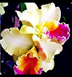 Tuberi iris, rizomi di iris， piante in vaso da balcone,fiori ornamentali, Radici di fiori importati, bellissimi fiori recisi, adatti per ...