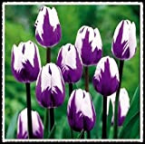 Tulipani bulbi-Bulbi da fiore, Casa come un fiore Matrimonio con rizoma facile da piantare-5 Bulbi,viola
