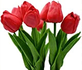 Tulipani bulbi | Bulbi da fiore Perenne | Bulbi di fiori estivi | Bulbi Tulipani | Bulbi di Bulbi Tulipani ...
