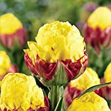 Tulipani bulbi da piantare,tulipani bulbi perenni,tulipano pianta,Decorazione del giardino
