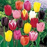Tulipani misti - Bulbi grandi di prima scelta (10)