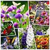 Tutto il mix annuale di semi di fiori selvatici di colore grande - Varietà (seme vivo puro al 100%) Semi ...