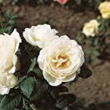 Uetersener Klosterrose®, rosa in vaso di Rose Barni®, pianta di rosa rampicante rifiorente, altezza raggiunta fino a 3,5 metri, grandi ...