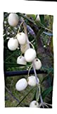 Ulivo Leucocarpa bianco pianta rara 170 cm olive bianche