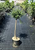 Ulivo Olivo"Olea europea" albero adulto 10 anni pianta in vaso ø30 cm FOTO REALI