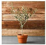 Ulivo olivo"Olea europea" pianta in vaso ø9 cm mensa olio