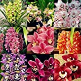 Una borsa = 200pcs Cymbidium Orchid, multi colore Cymbidium vegetali, semi Bonsai Fiore, la crescita naturale, pianta per la casa ...